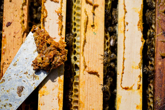 Propolis