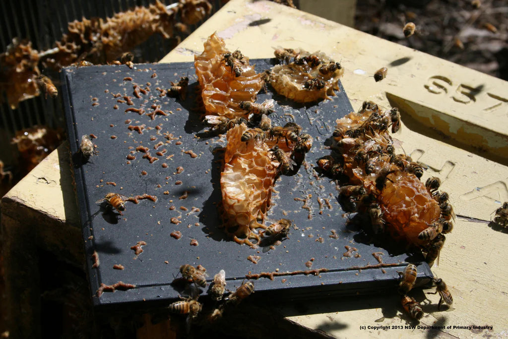 Apithor Hive Beetle Trap