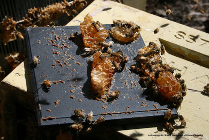Apithor Hive Beetle Trap