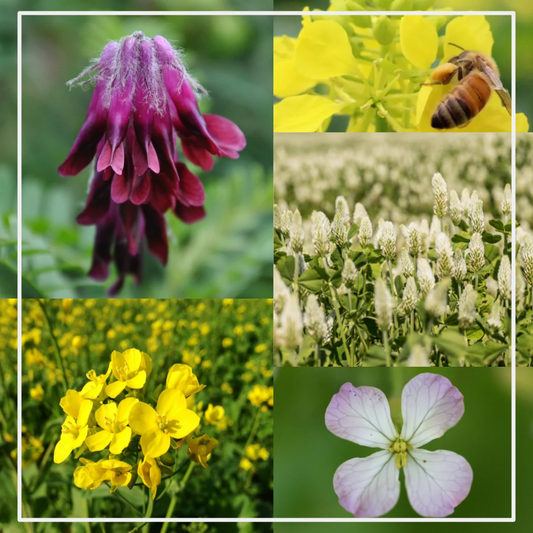 Bee Friendly Pollinator's Seed Mix 500g