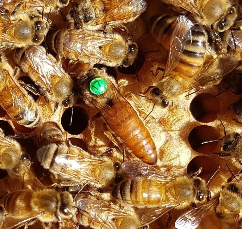Italian Queen Bee - Marked